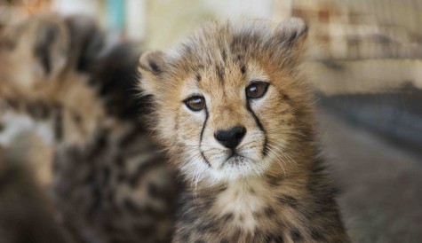 Viasat Nature acquires Power's The Cheetah Diaries