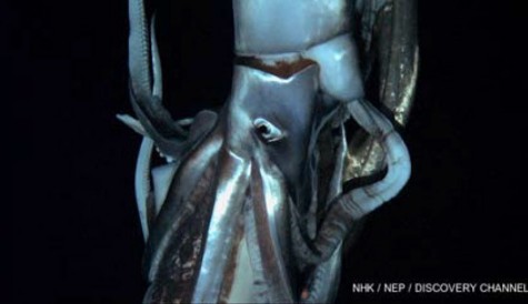 BBC nets Japan’s Giant Squid film