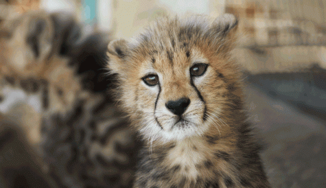 Cheetah Diaries Powers factual sales