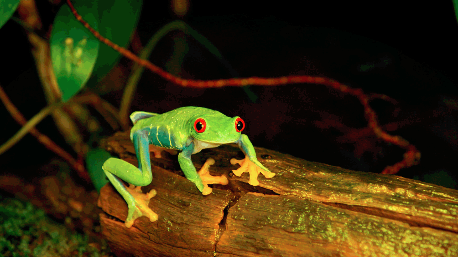 Blue Skye Nature - Frogs