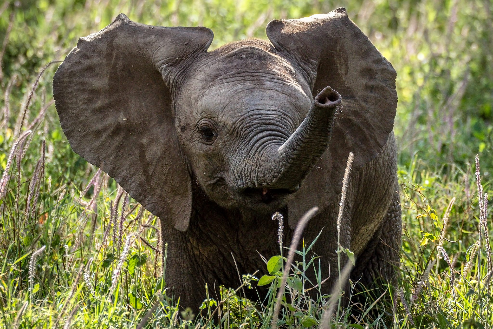 An elephant baby with its trunk turned towards its mouth