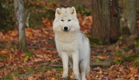 Talesmith, Cineflix to co-produce ‘Takaya: Lone Wolf’