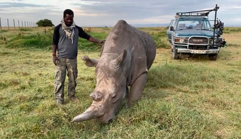 BBC doc ‘The Last Unicorn’ hopes to discover extinct rhinos