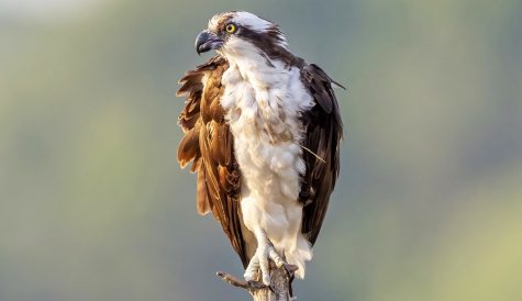 Love Nature, PBS & Sky join for 'Osprey' special