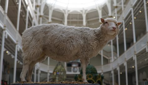 BBC seeks sheep cloning doc from Tern TV