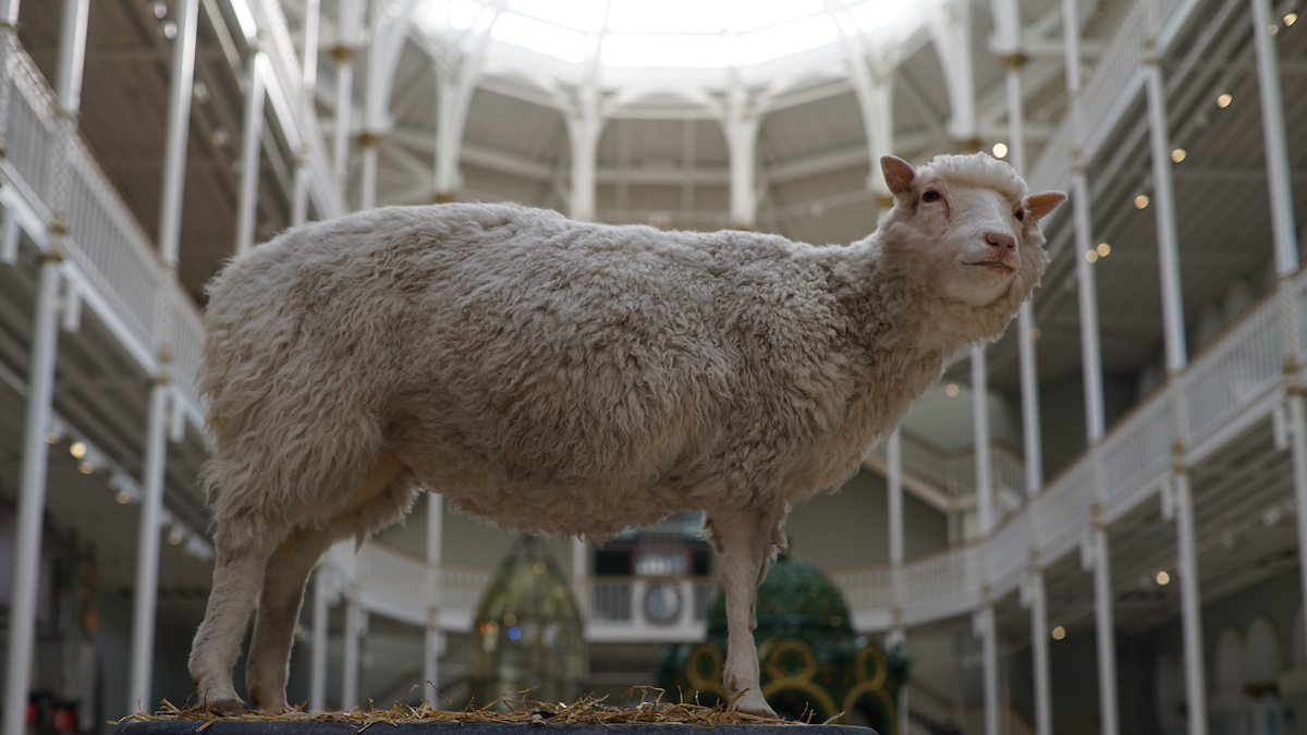 BBC seeks sheep cloning doc from Tern TV - TBI Vision