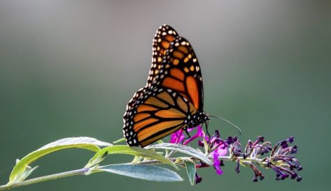 ARTE takes flight with butterfly docuseries from Pernel Media