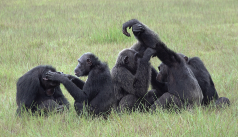 Gabon Culture TV & UK's ImpactWild team for chimpanzee doc