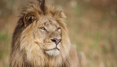 Zee Plus & Talesmith re-team to hear 'The Lion's Last Roar'