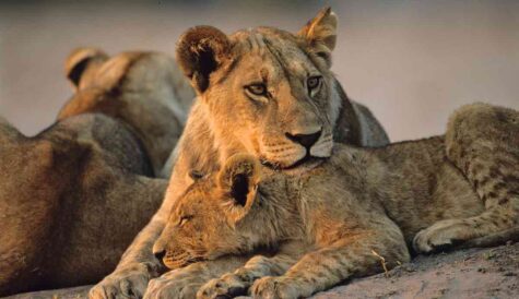 PBS & Love Nature tap Camel Thorn, Terra Mater & WNET for 'Big Cats, Small World'
